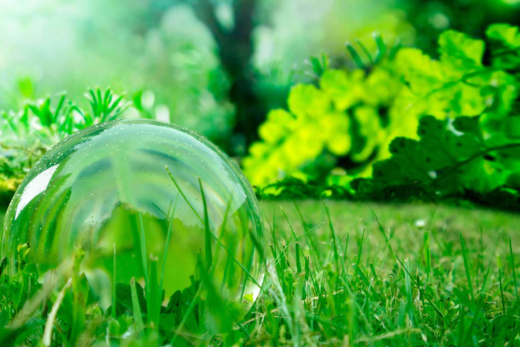 Grass
