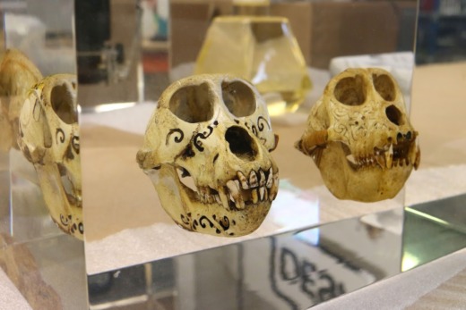 Engraved skulls embedded in clear acrylic for movie props