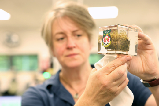 Acrylic cube embedding Wrexham AFC pitch turf for official football memorabilia gift