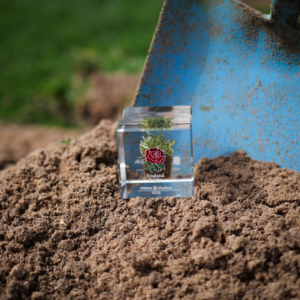 England Rugby memorabilia cube photographed during the Allianz Stadium pitch renovation using authentic turf preserved by Midton.