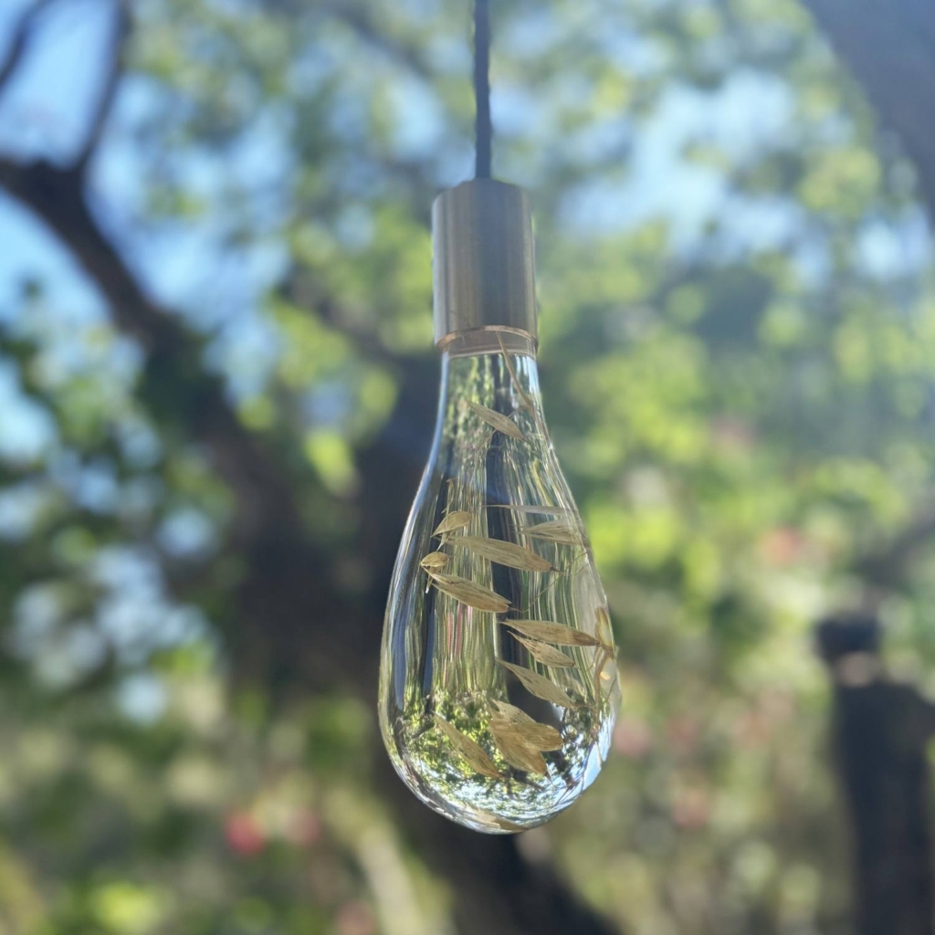 Clear cast acrylic pendant light with natural wheat stems permanently embedded inside