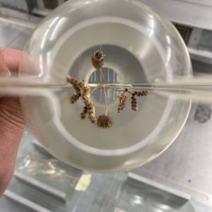 Natural dried flowers positioned inside clear acrylic during the bespoke lighting embedment process
