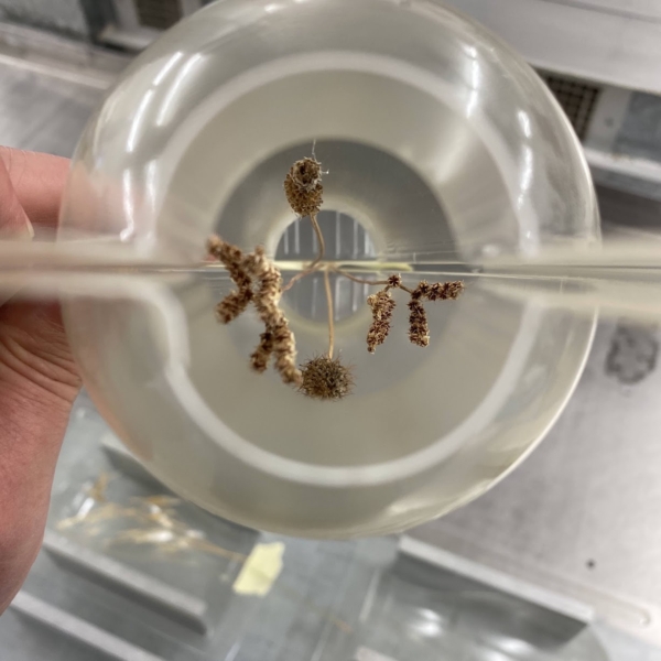 Natural dried flowers positioned inside clear acrylic during the bespoke lighting embedment process